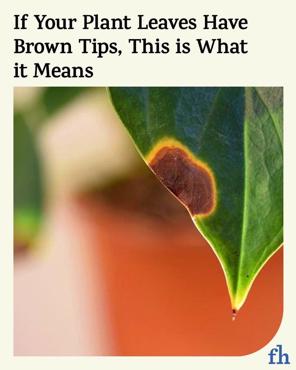 plant with brown leaf tips