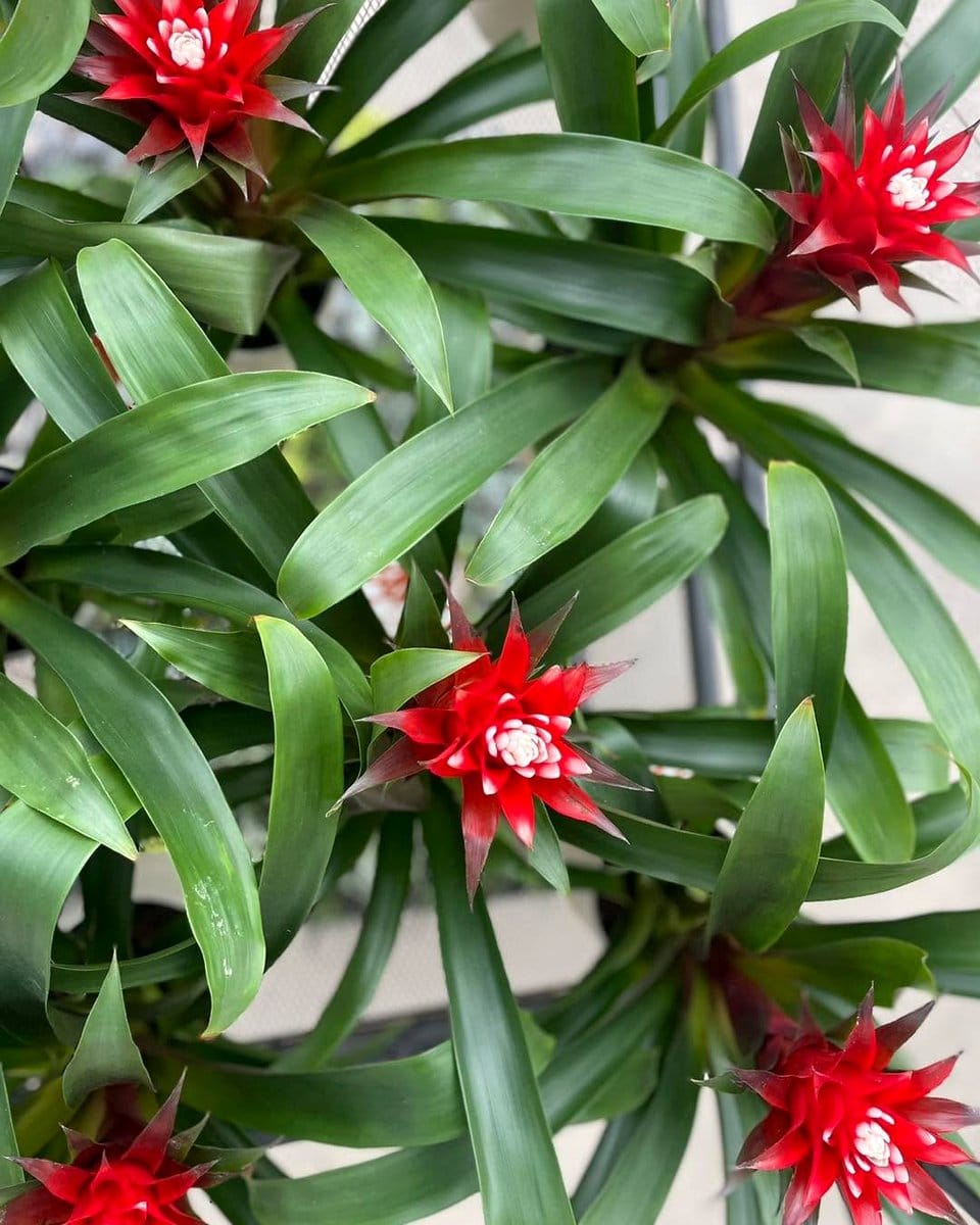 bromeliads and coleus on patio