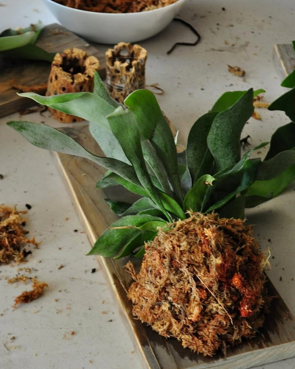 staghorn fern in art studio