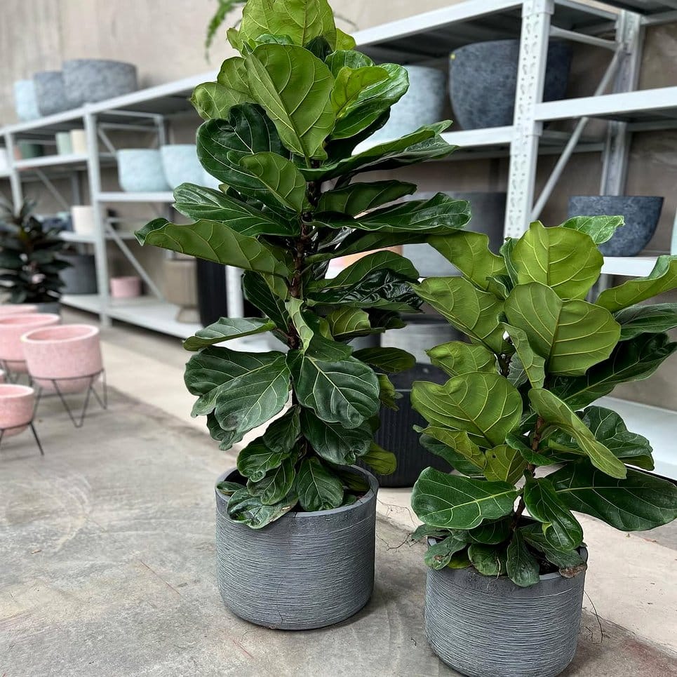 Large potted Monstera in ceramic pot