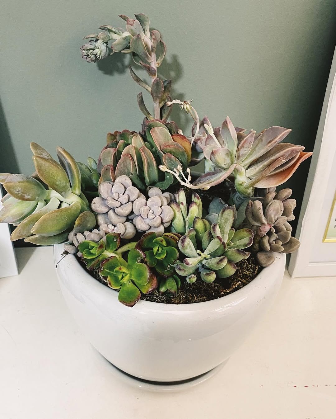 Succulent echeveria in decorative bowl