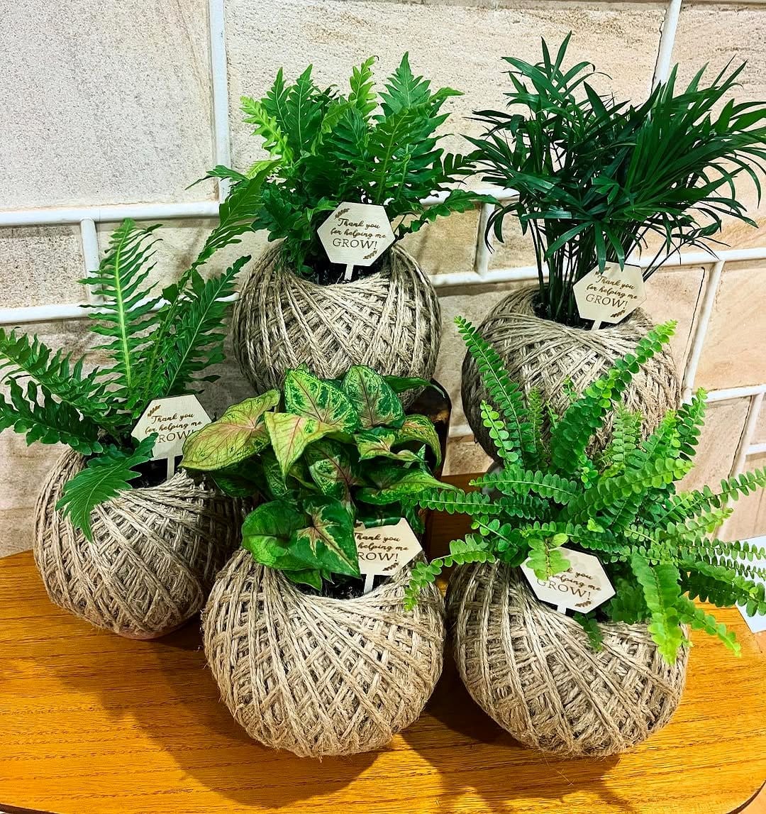 gift-wrapped kokedama