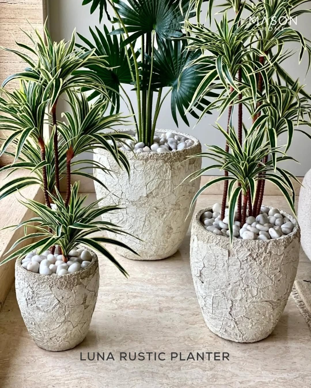 Elegant lady palm in classic ceramic pot
