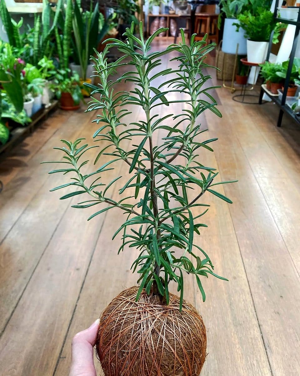 kokedama in small apartment