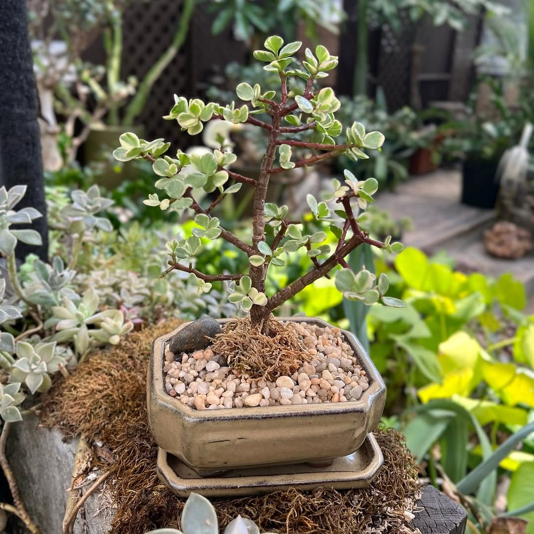 bonsai tree on pebble tray