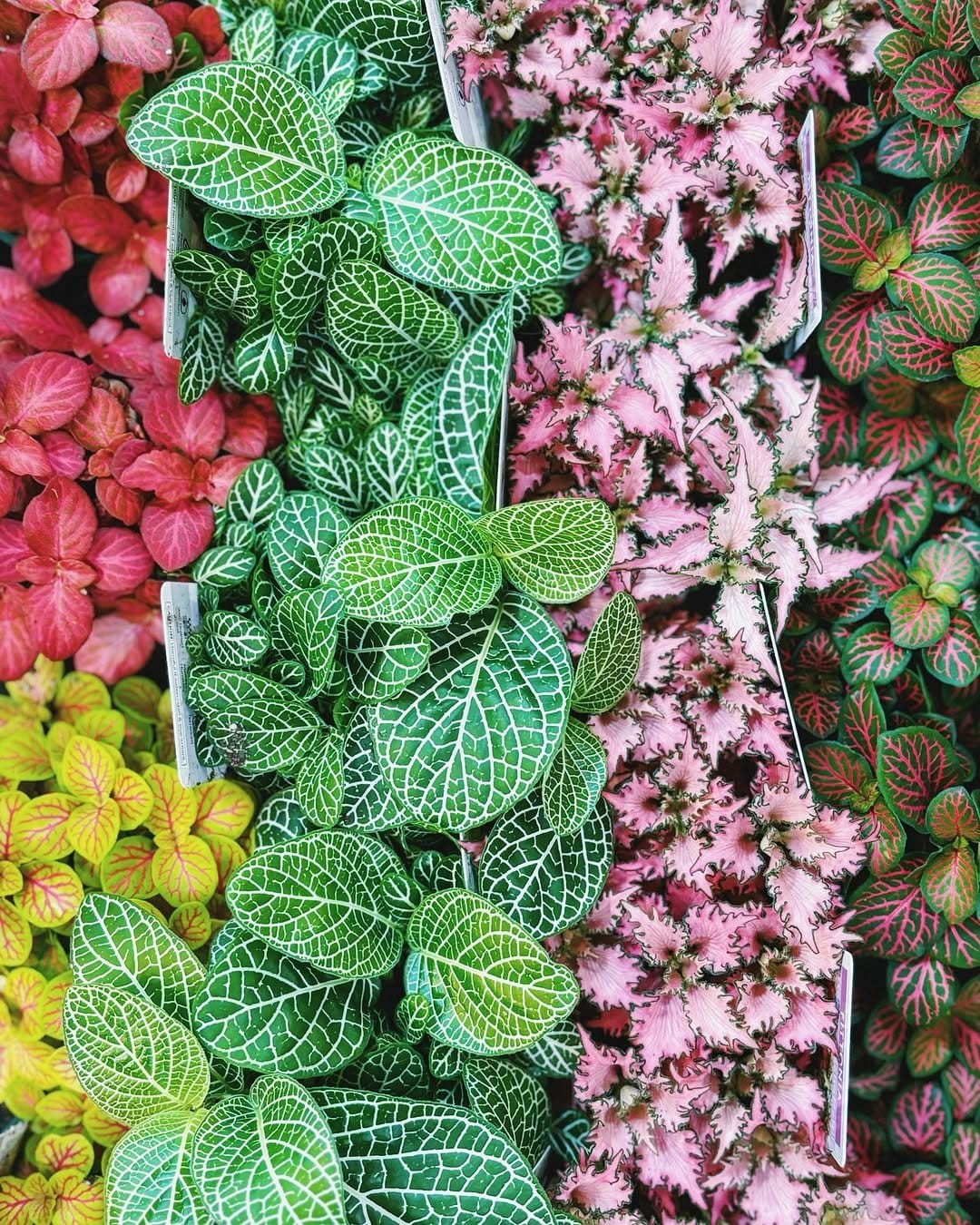Colorful fittonia in patterned pot