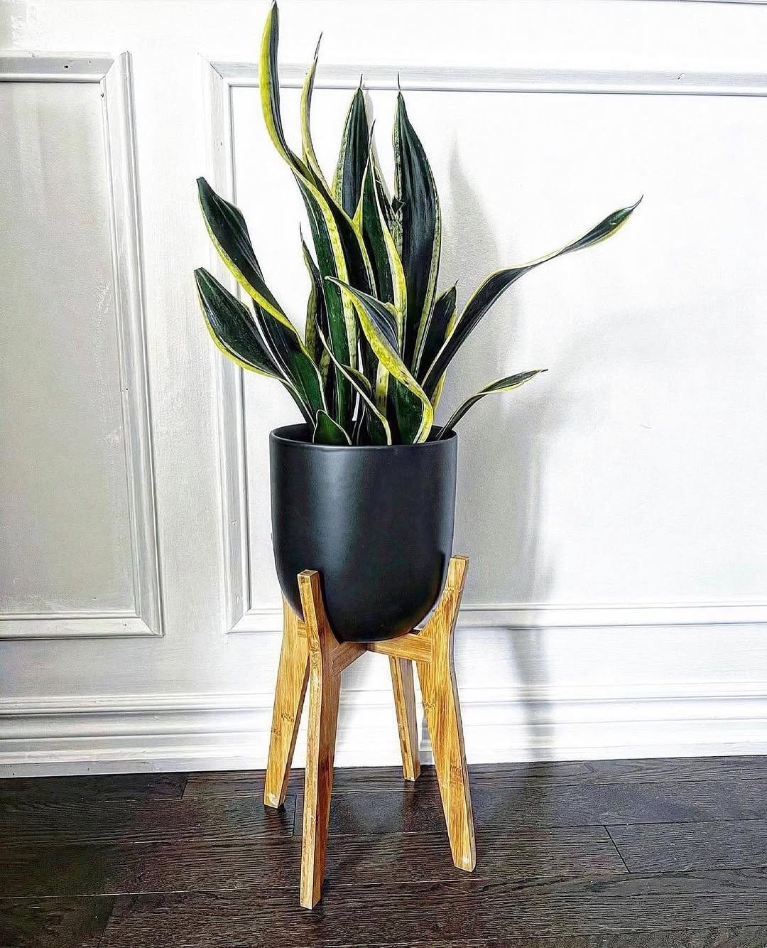 Snake plant in sleek metal pot
