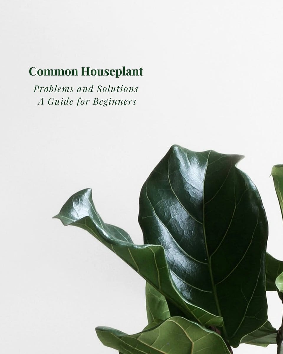 stagnant plant with no new growth