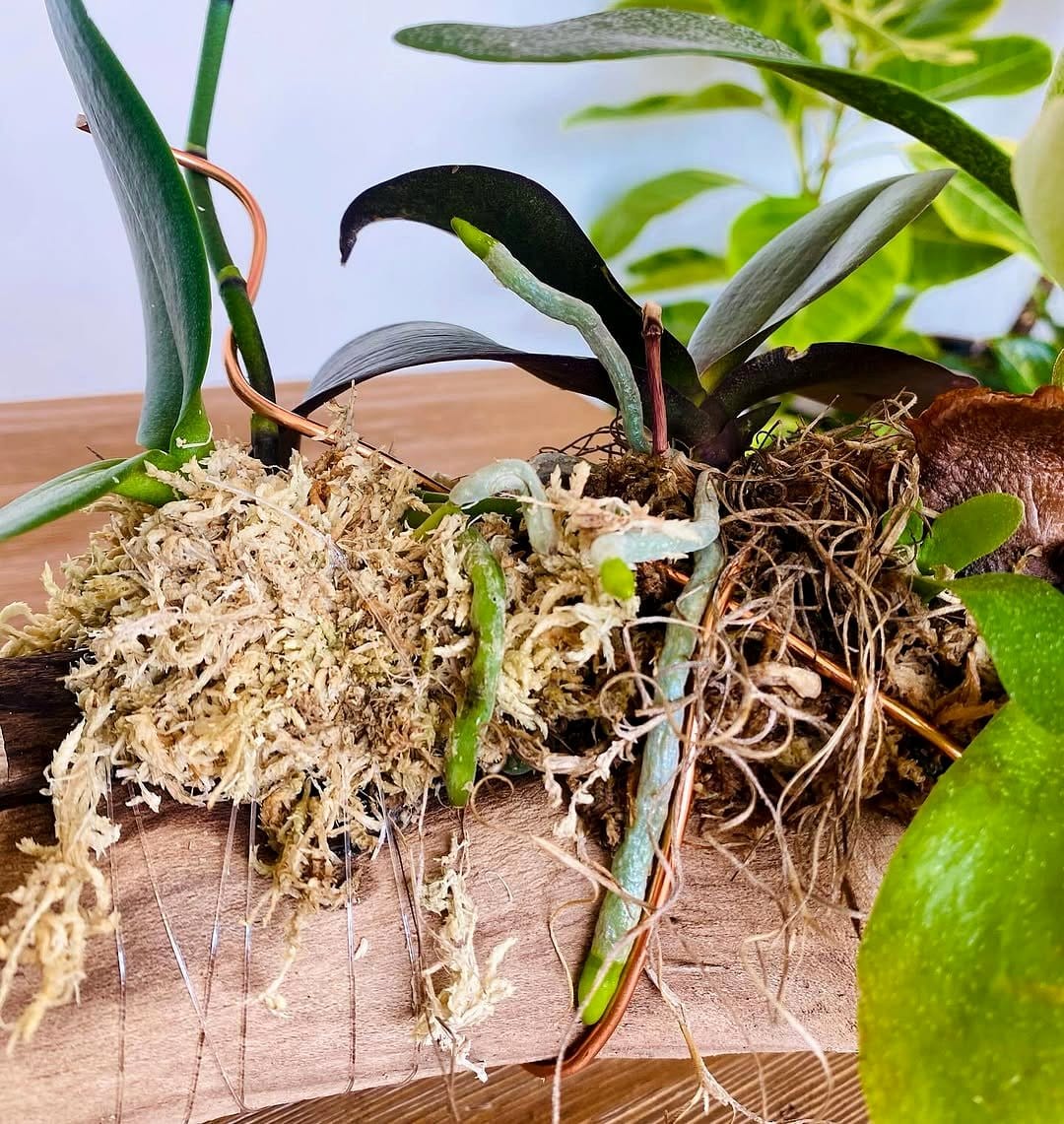 orchids on bedside table