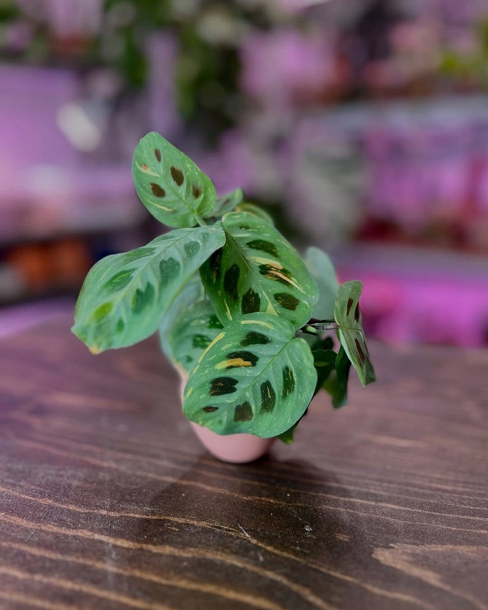 maranta plant with red veins