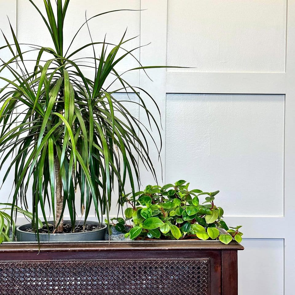 Antique black iron plant stand collection