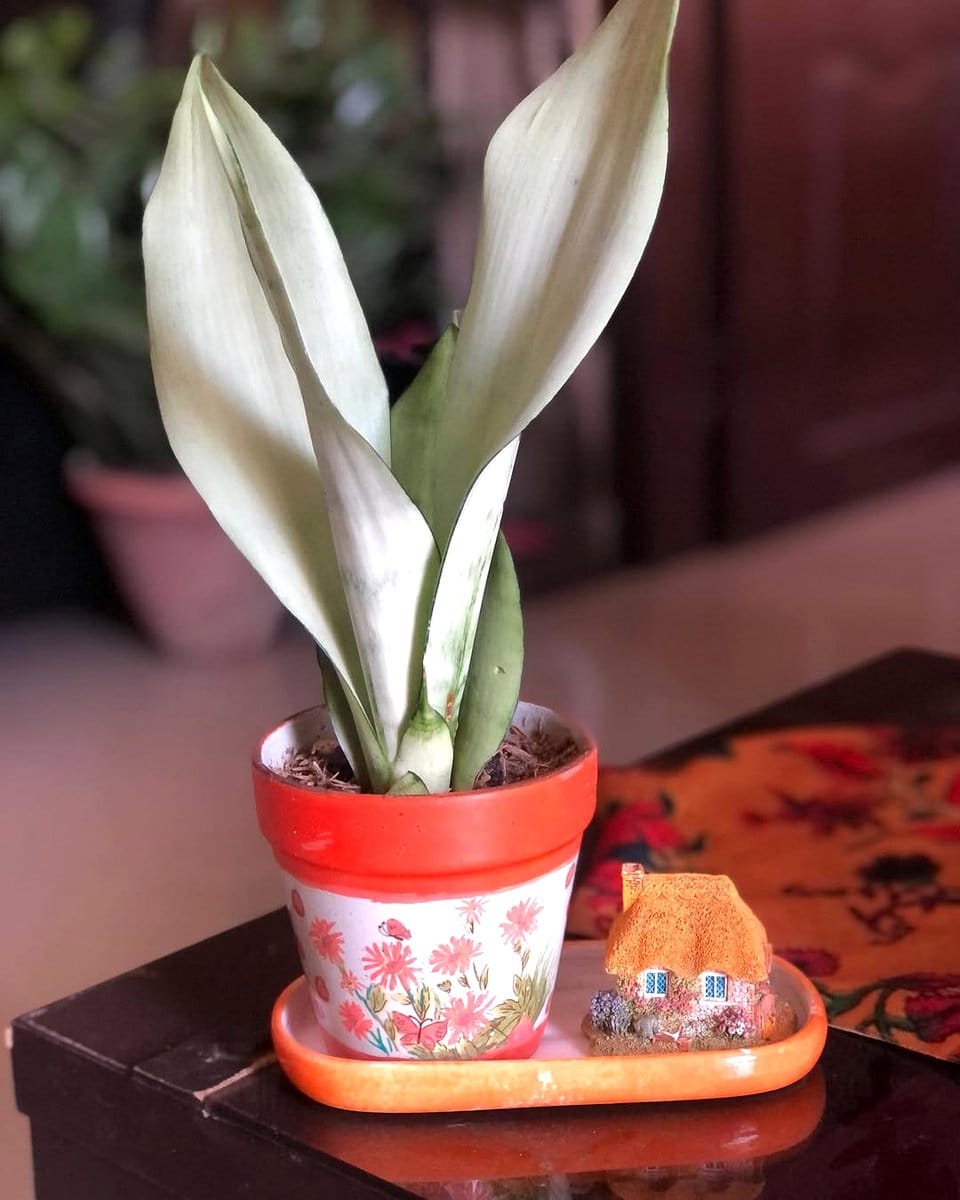 sleek white minimalist plant pots with snake plants