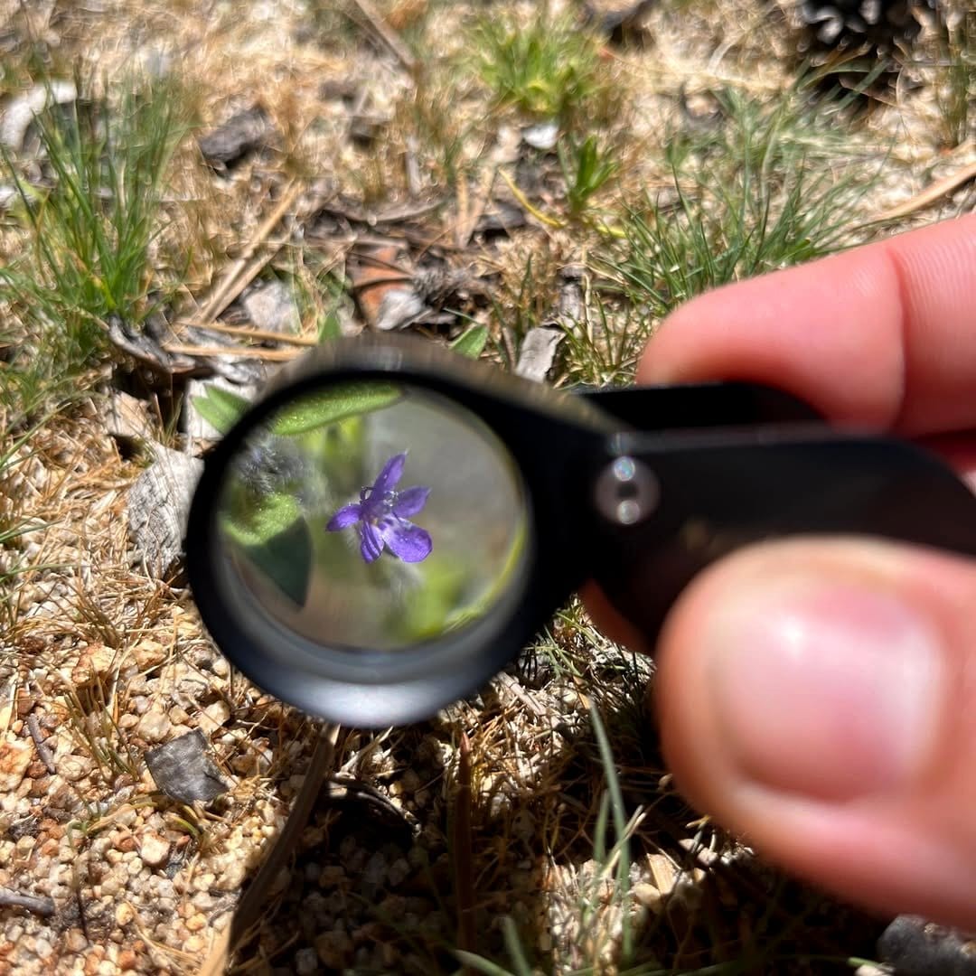 bicycle plant with magnifying glass