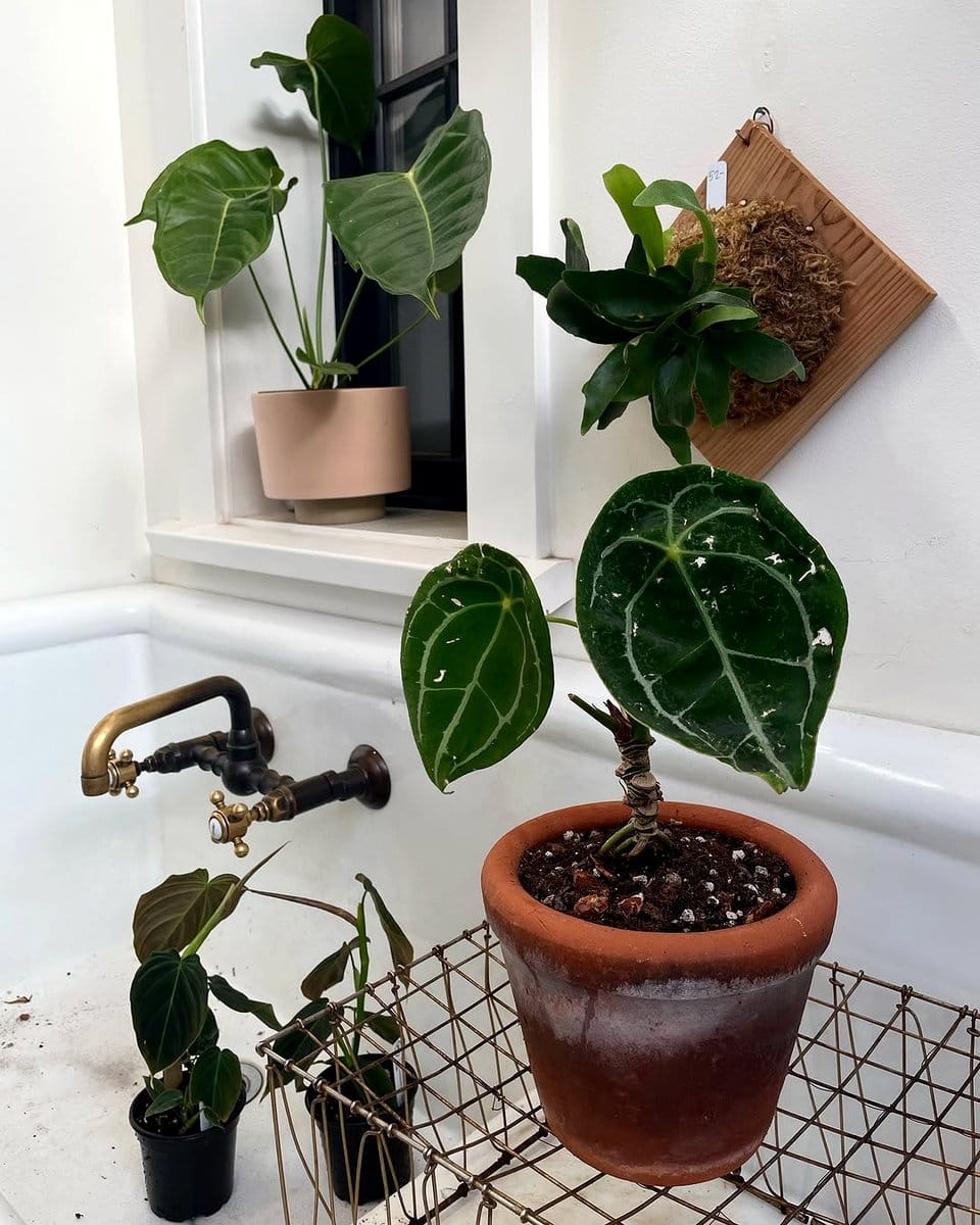 cork bark window display with orchids