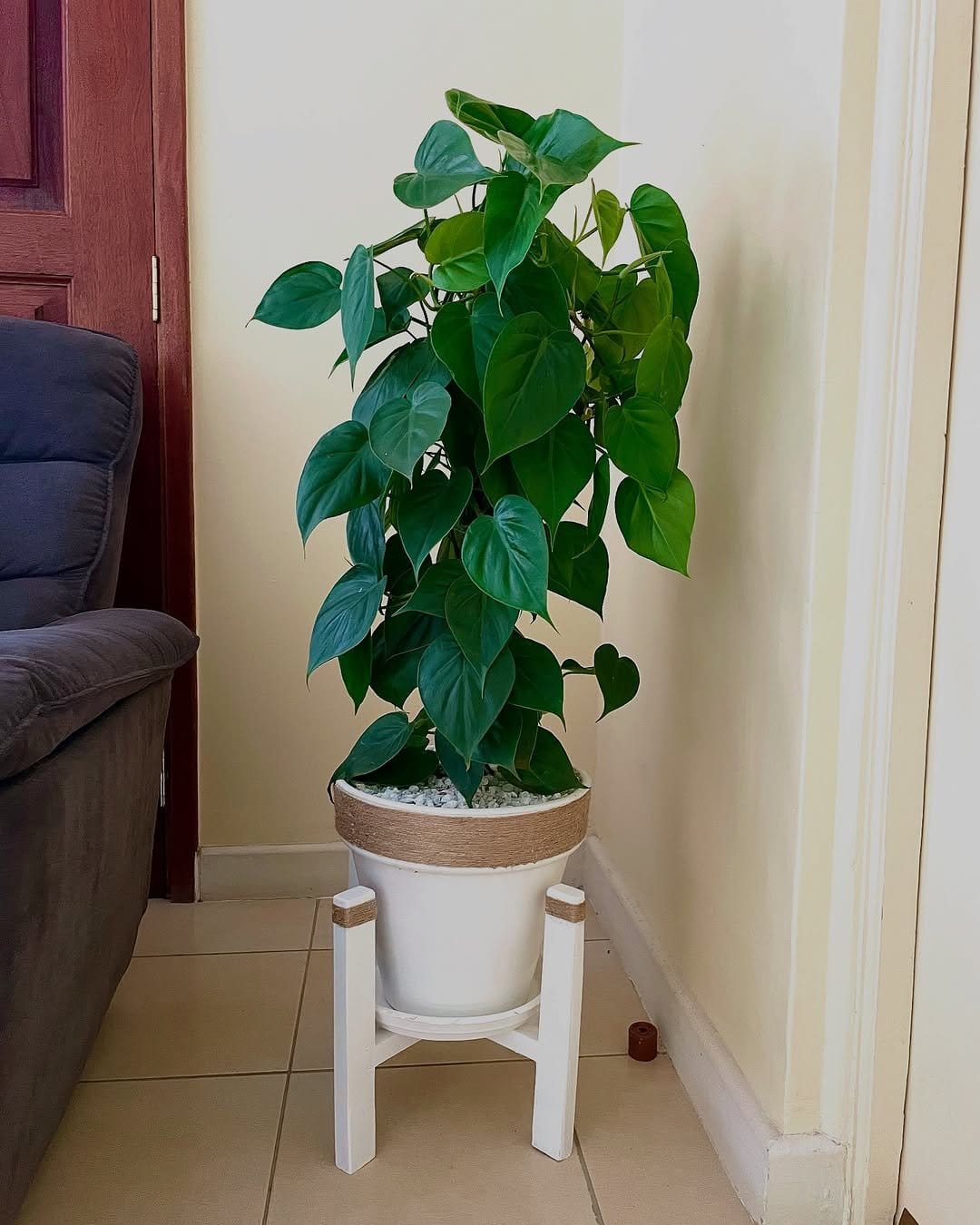 Heartleaf philodendron in chic hanging pot