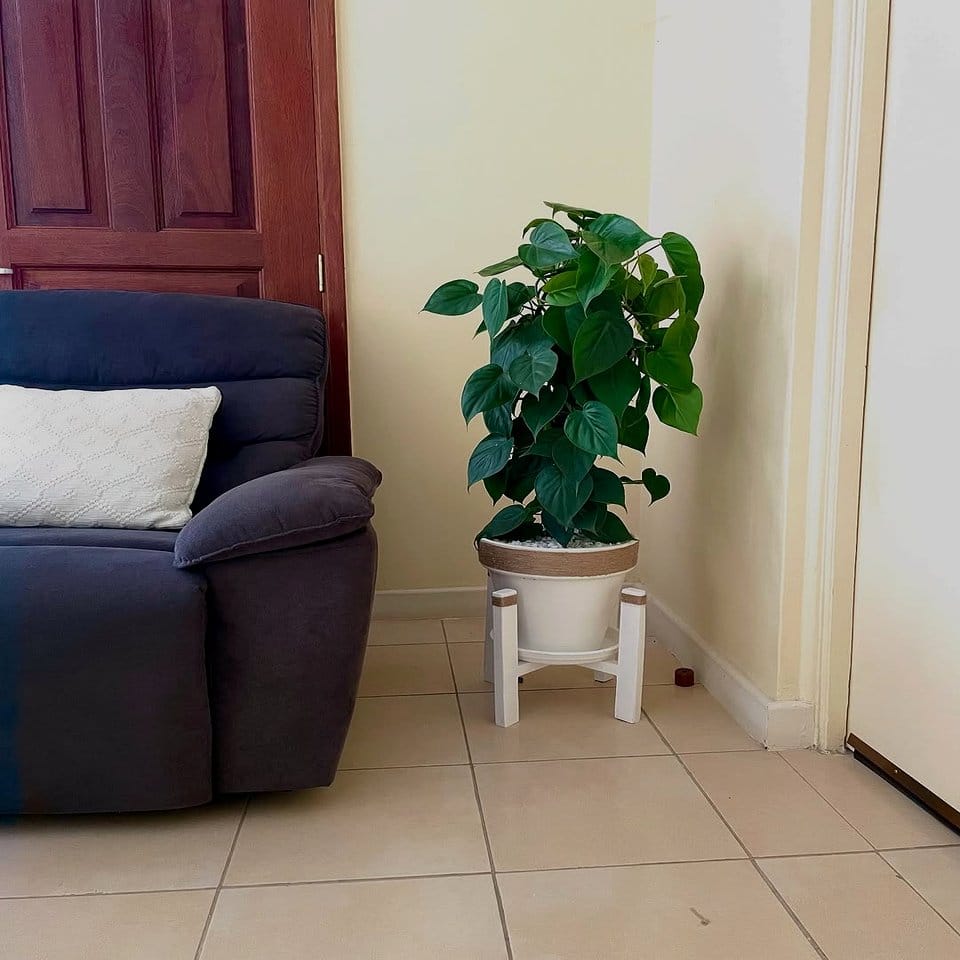Philodendron with heart-shaped leaves on a side table