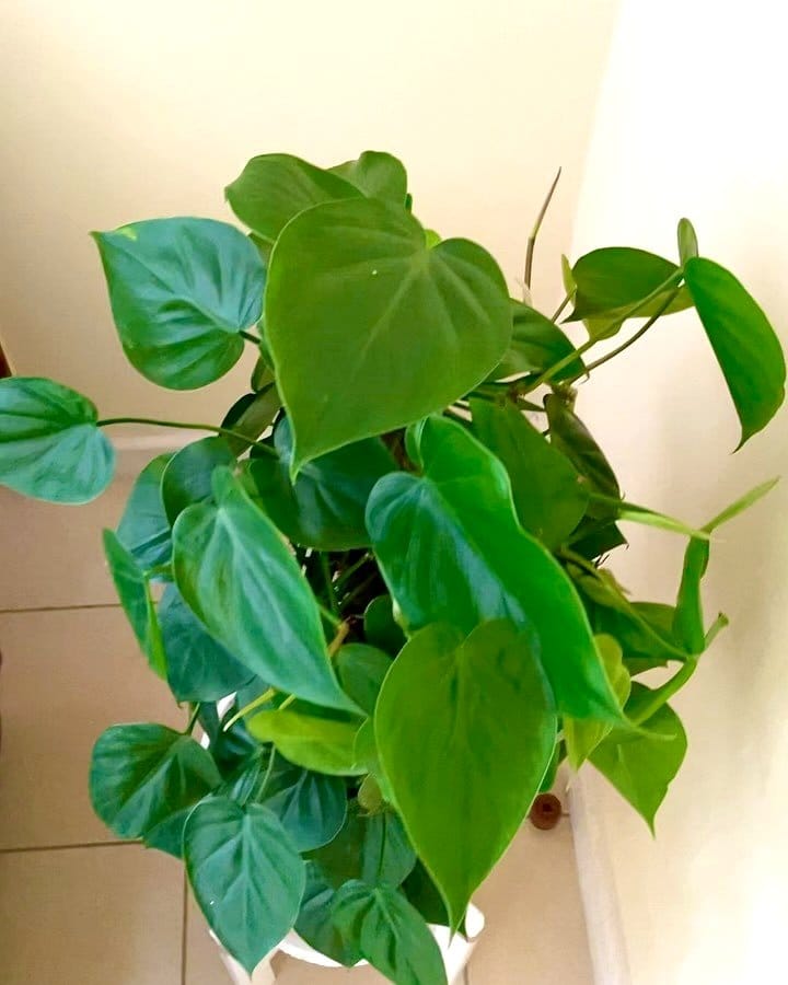 Large philodendron in white pot