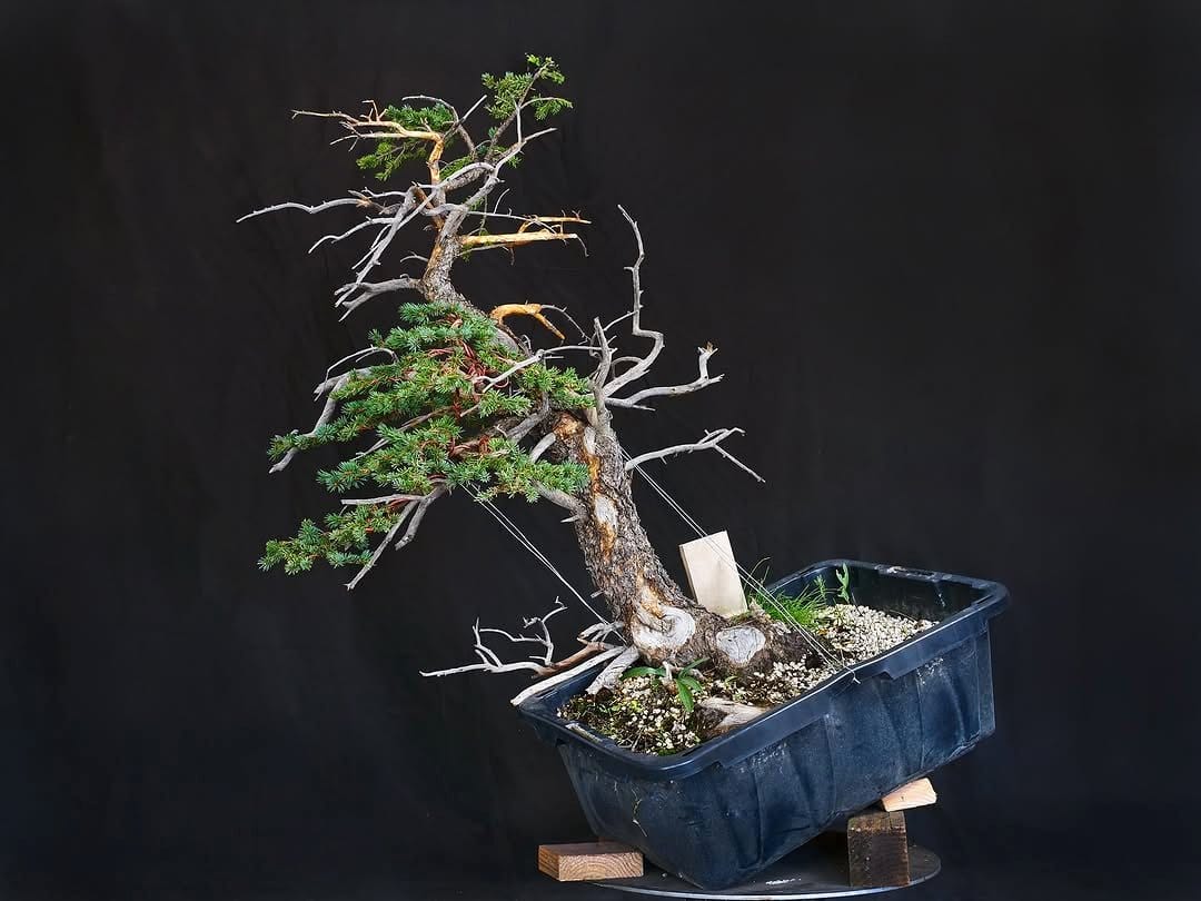 bonsai and small stones