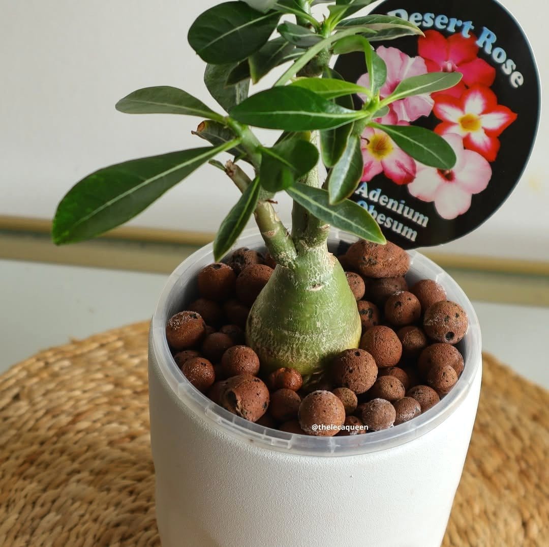 ZZ plant on dark wooden table