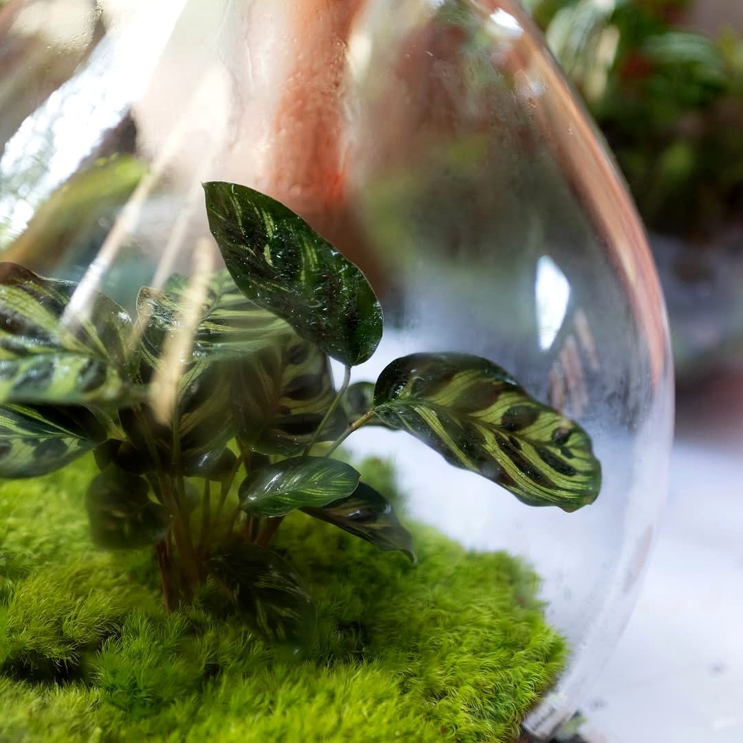 glass terrarium with colorful foliage
