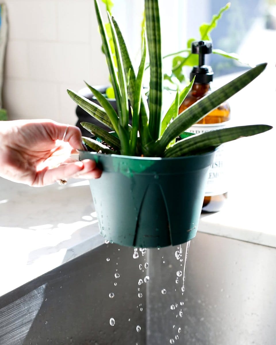 aloe vera plant on windowsill