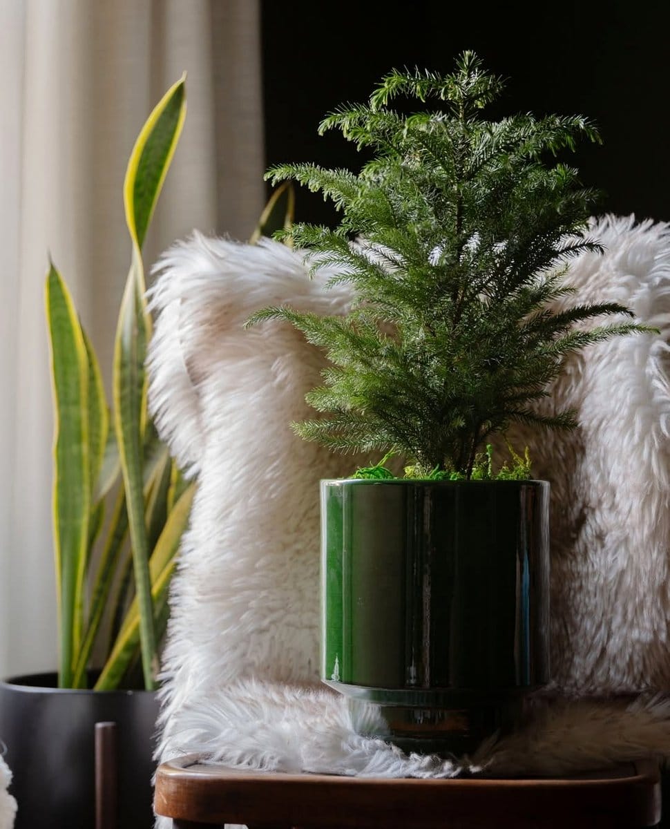 norfolk island pine decorated with fairy lights