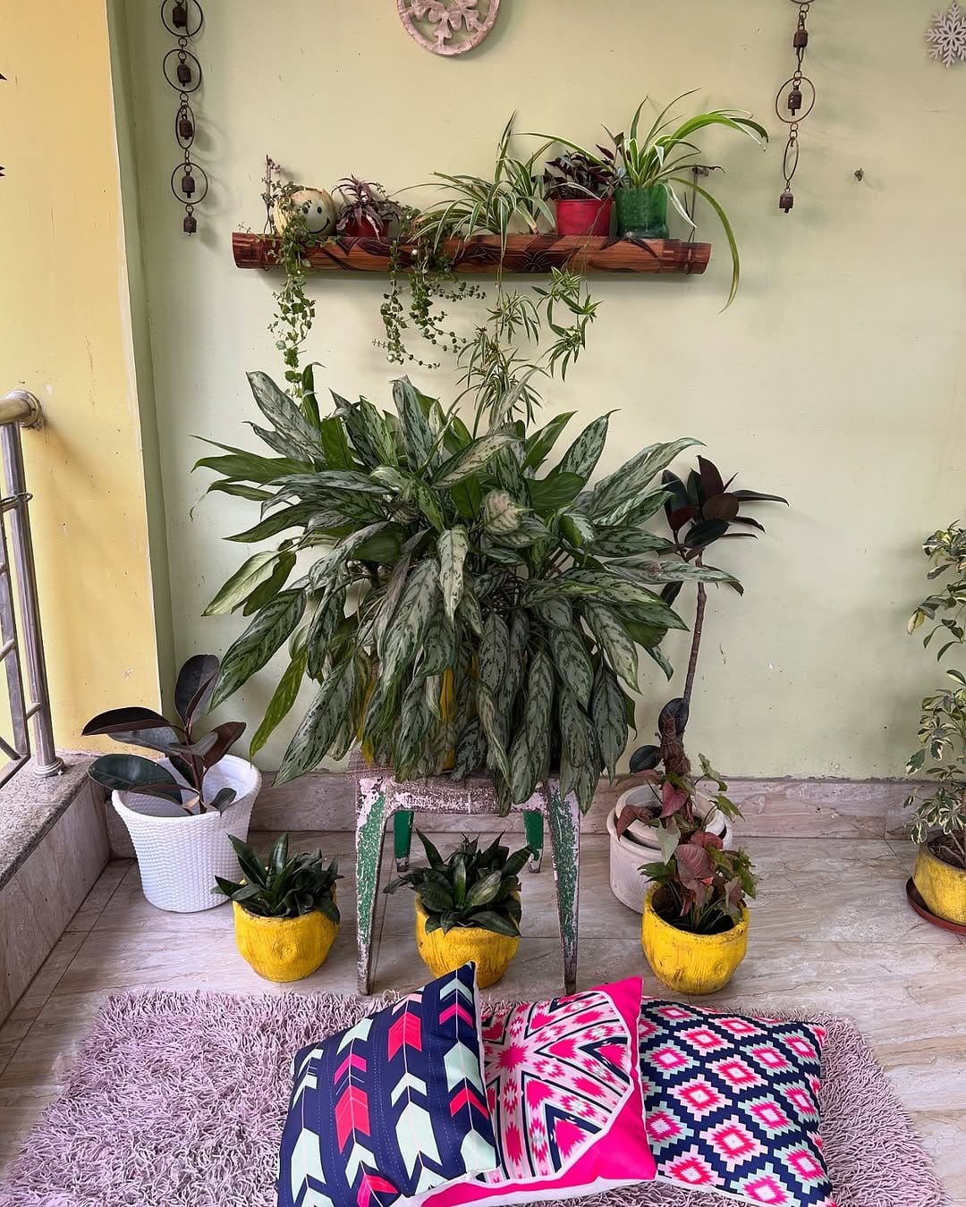 Tropical bamboo palm in terracotta planter