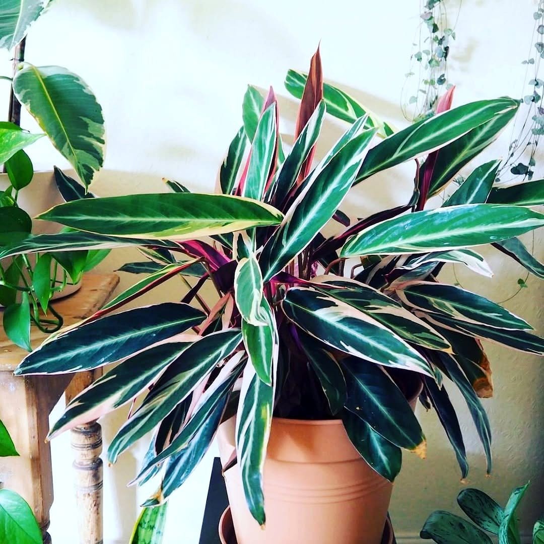 Stromanthe Triostar with vivid colors