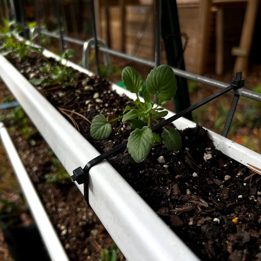moldy soil in planter