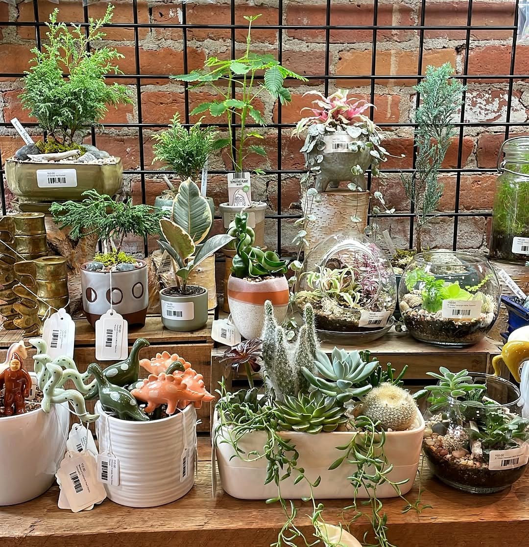 Assortment of succulents in ceramic pots