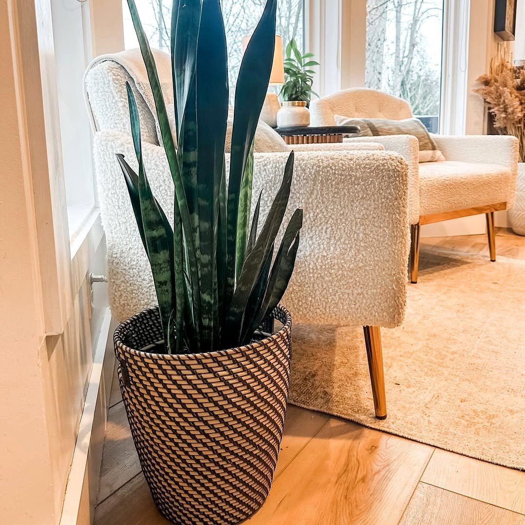 living room with snake plants