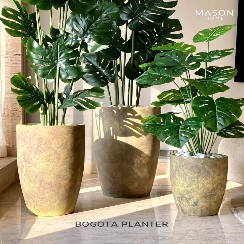 Pair of Monstera plants in stylish pots