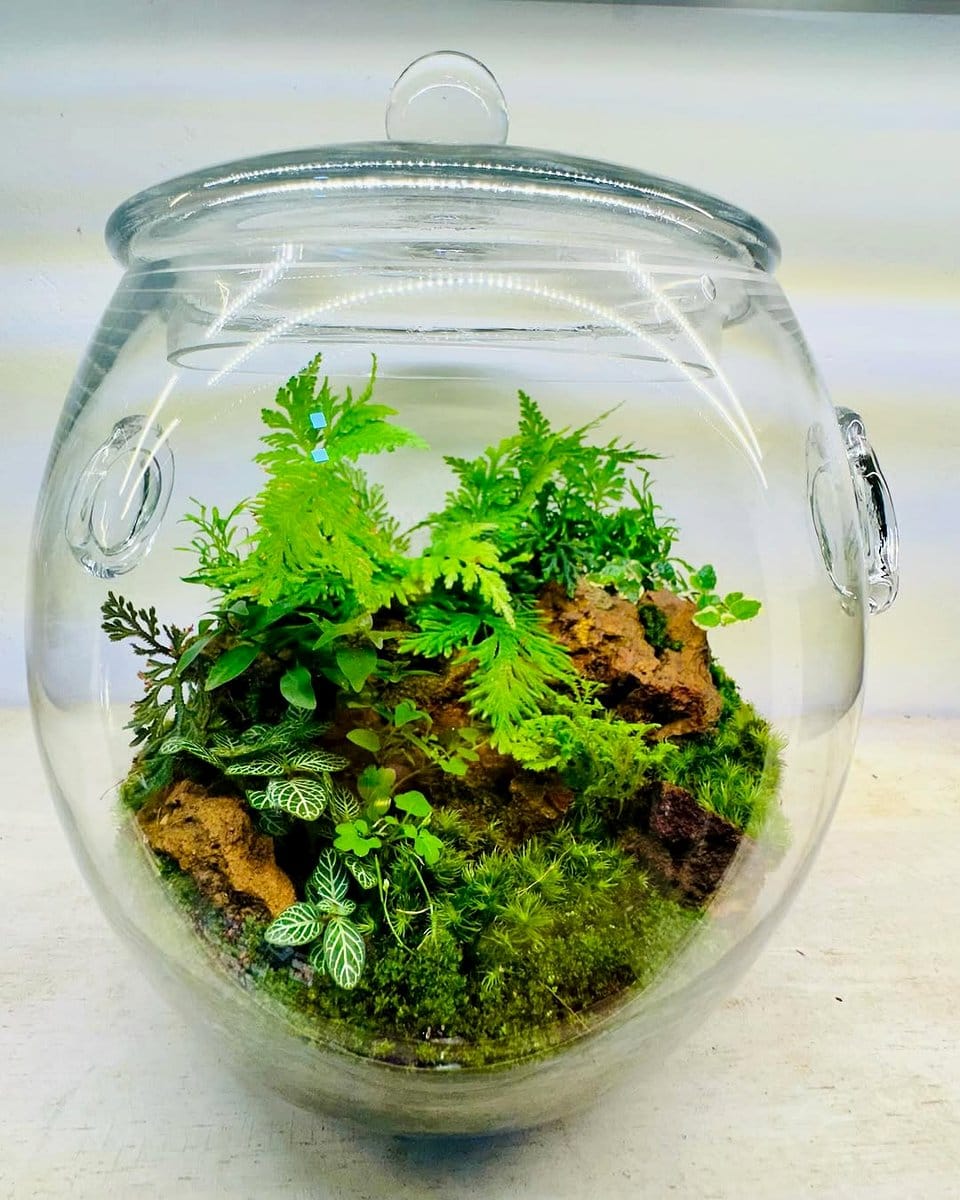 balanced terrarium ecosystem