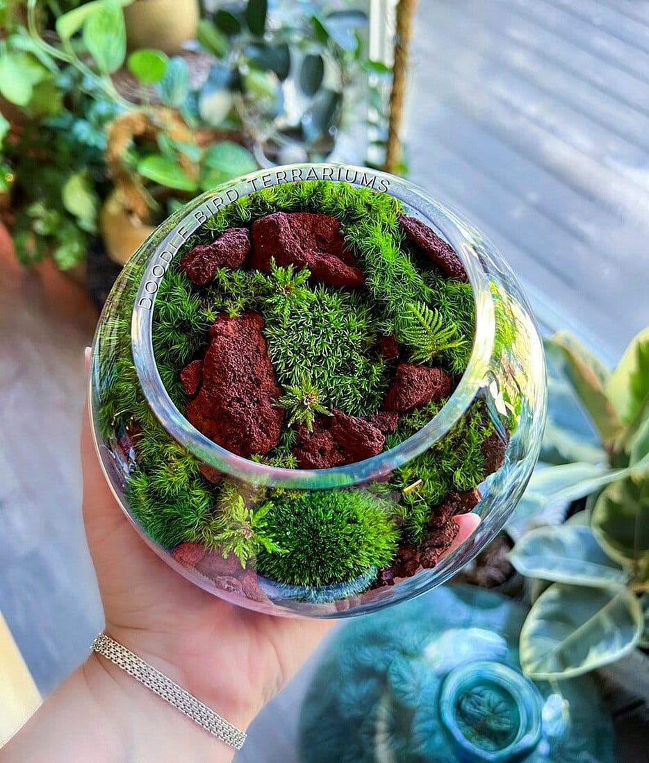 lava rock in glass terrarium
