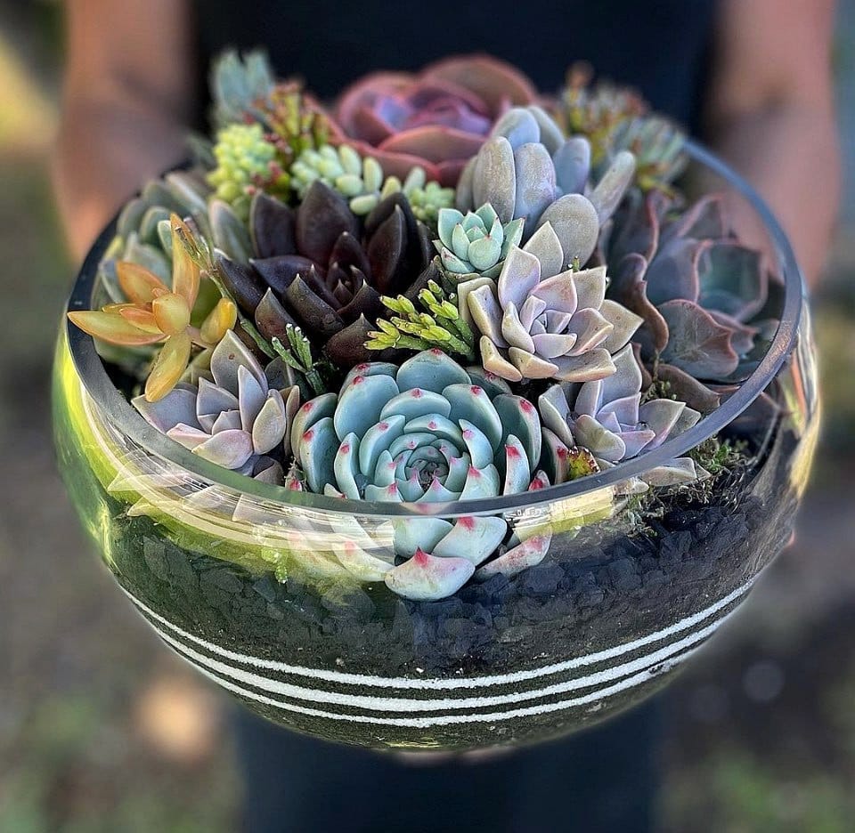 variety of cacti in terrarium