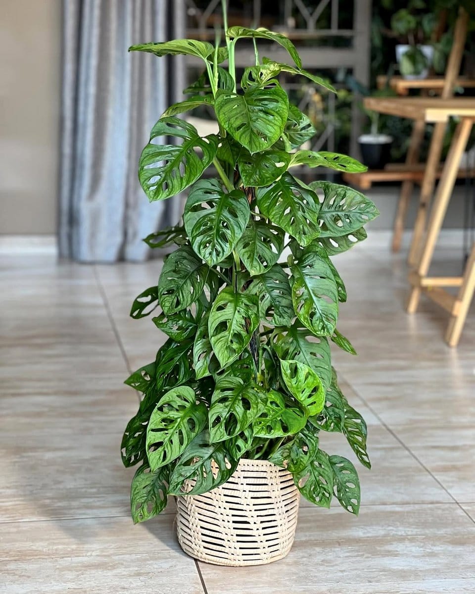 Monstera and Philodendron in woven baskets