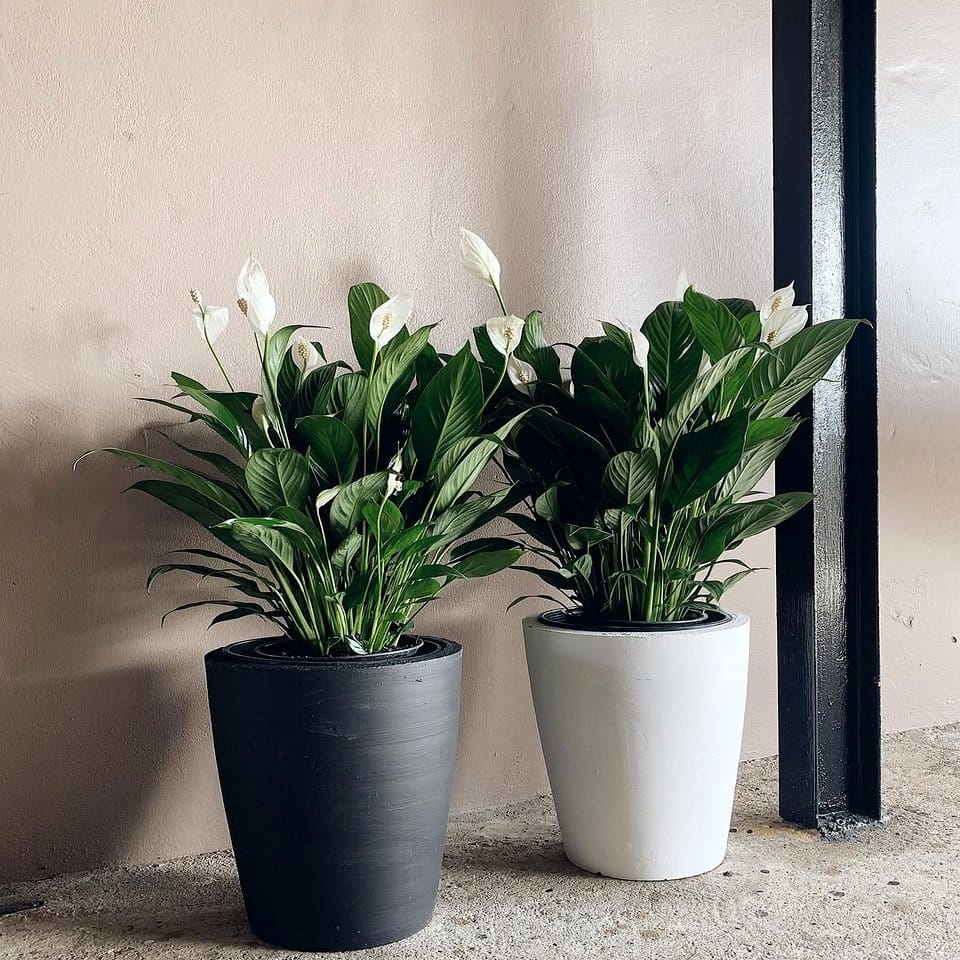 Black and white plant pots with green foliage