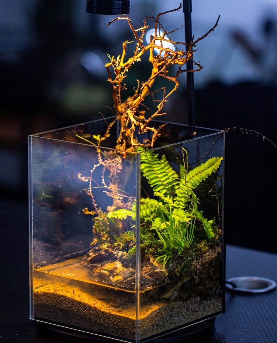 small water pond in terrarium