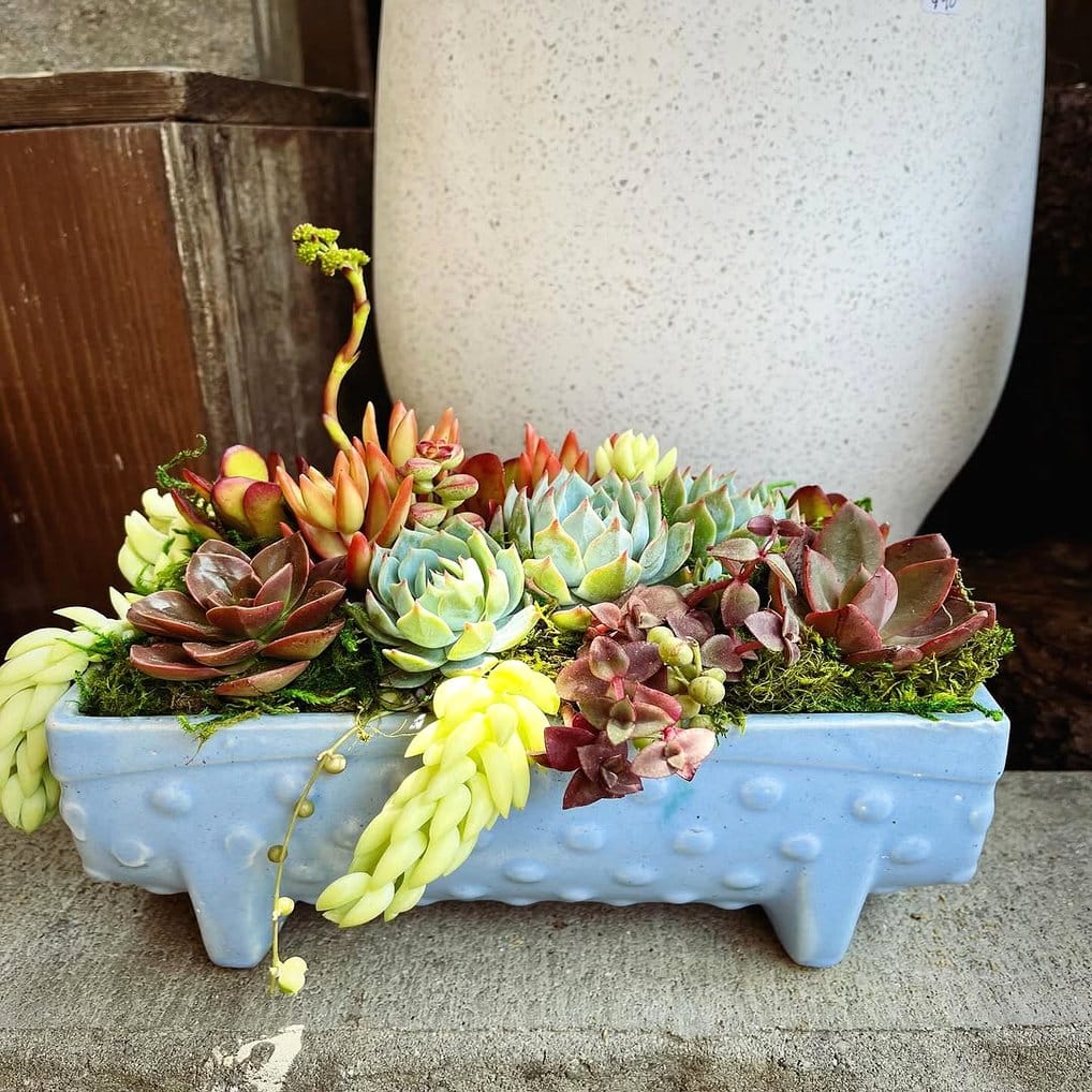 Assortment of vintage planters with succulents