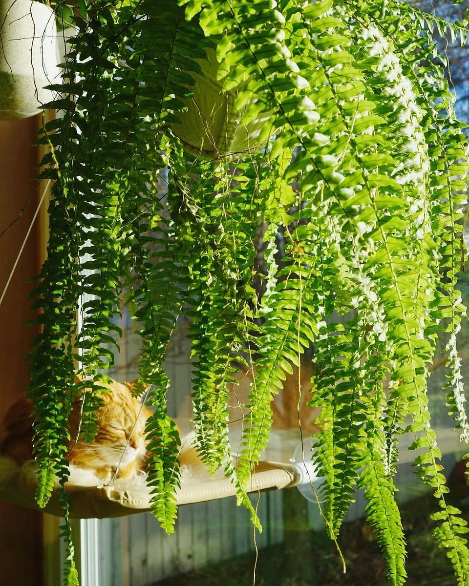 warm light on hanging ferns