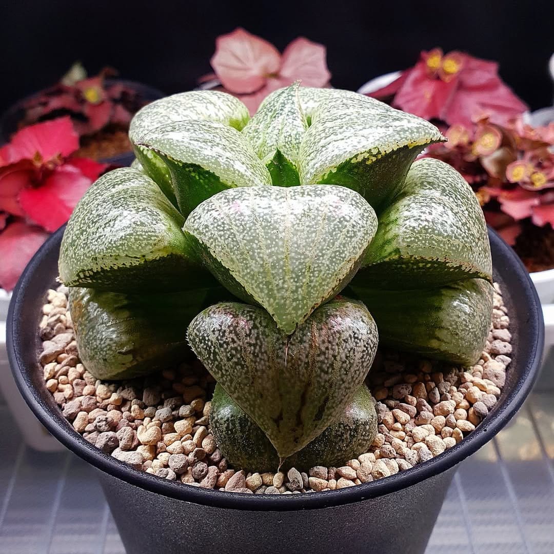 Textured haworthia in transparent glass bowl
