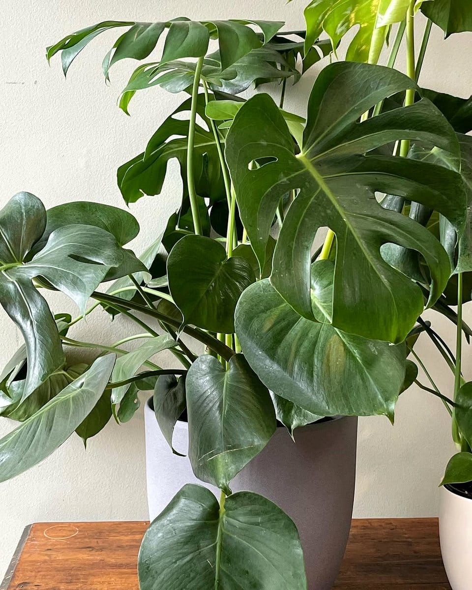 Monstera deliciosa in bright corner