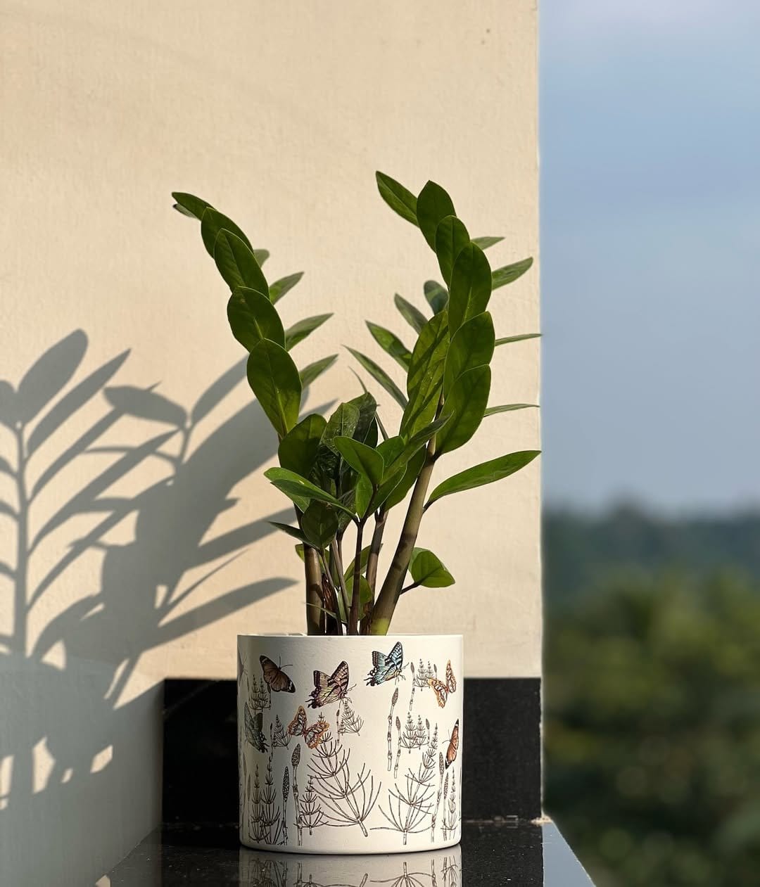 ZZ plant in white ceramic pot