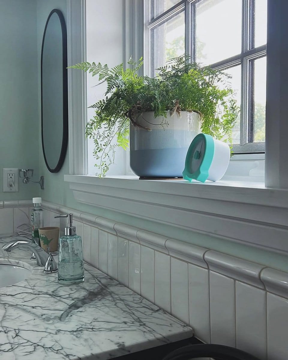 ferns and orchids in humid bathroom