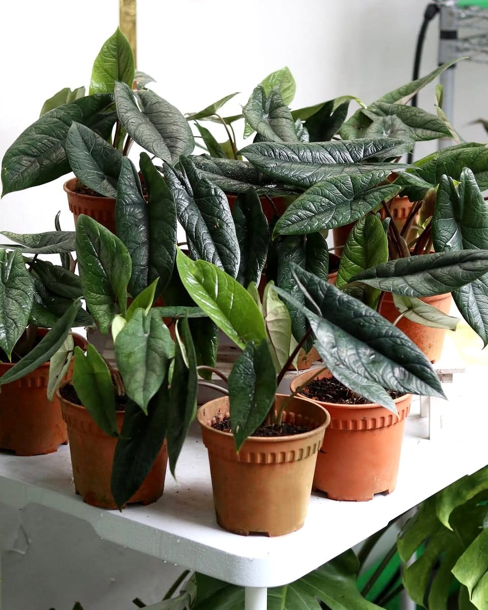 alocasia array with large leaves