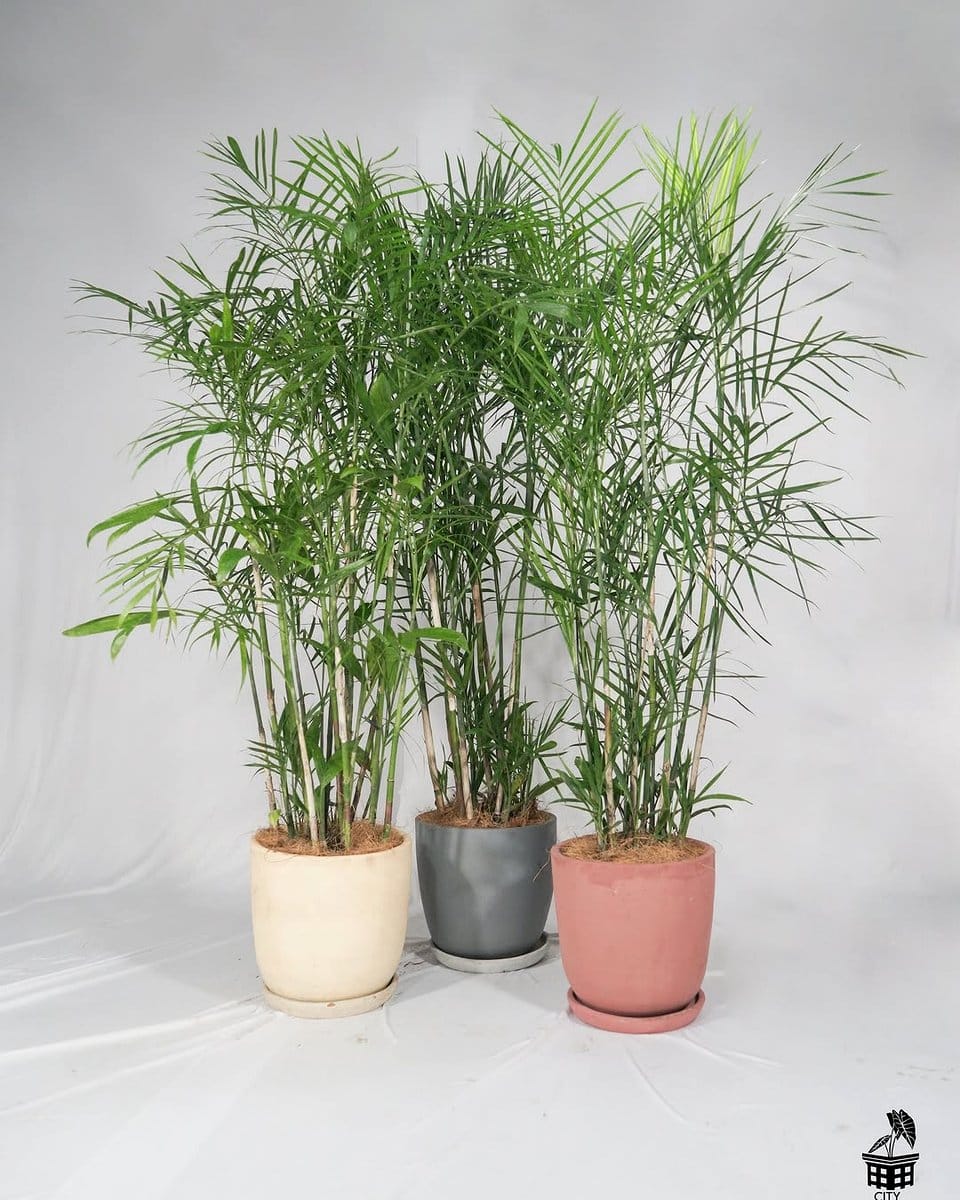 bamboo palm in sunlit corner