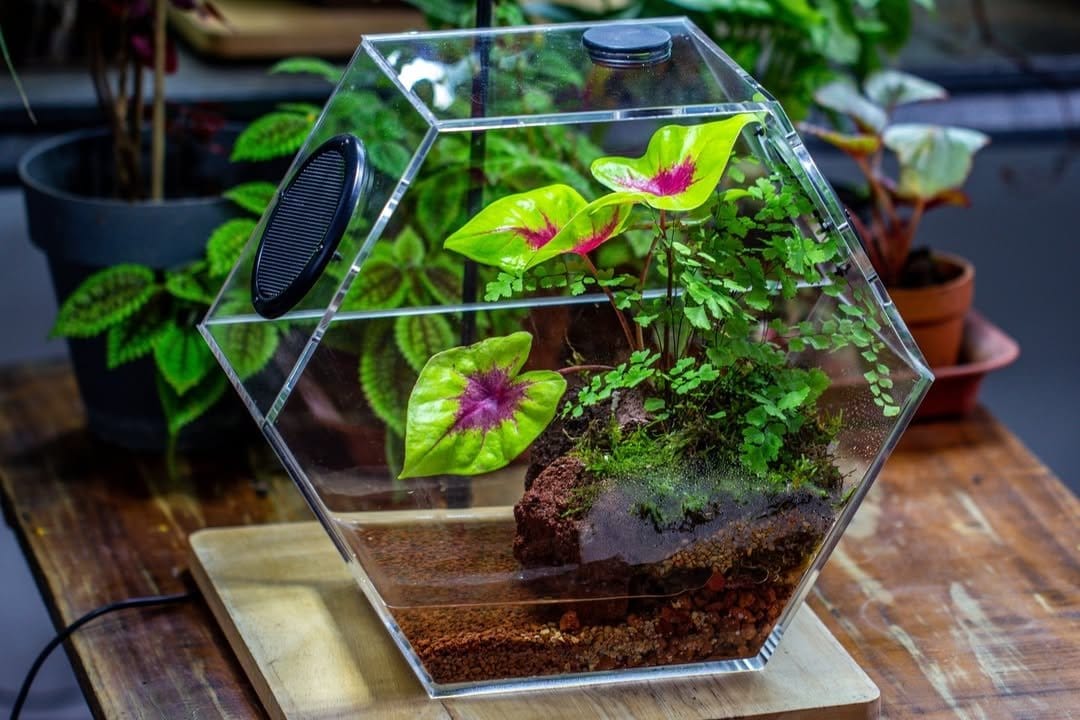 Delicate maidenhair fern under glass cloche