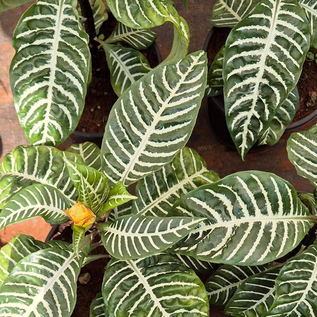 Zebra Plant with striking yellow and green leaves