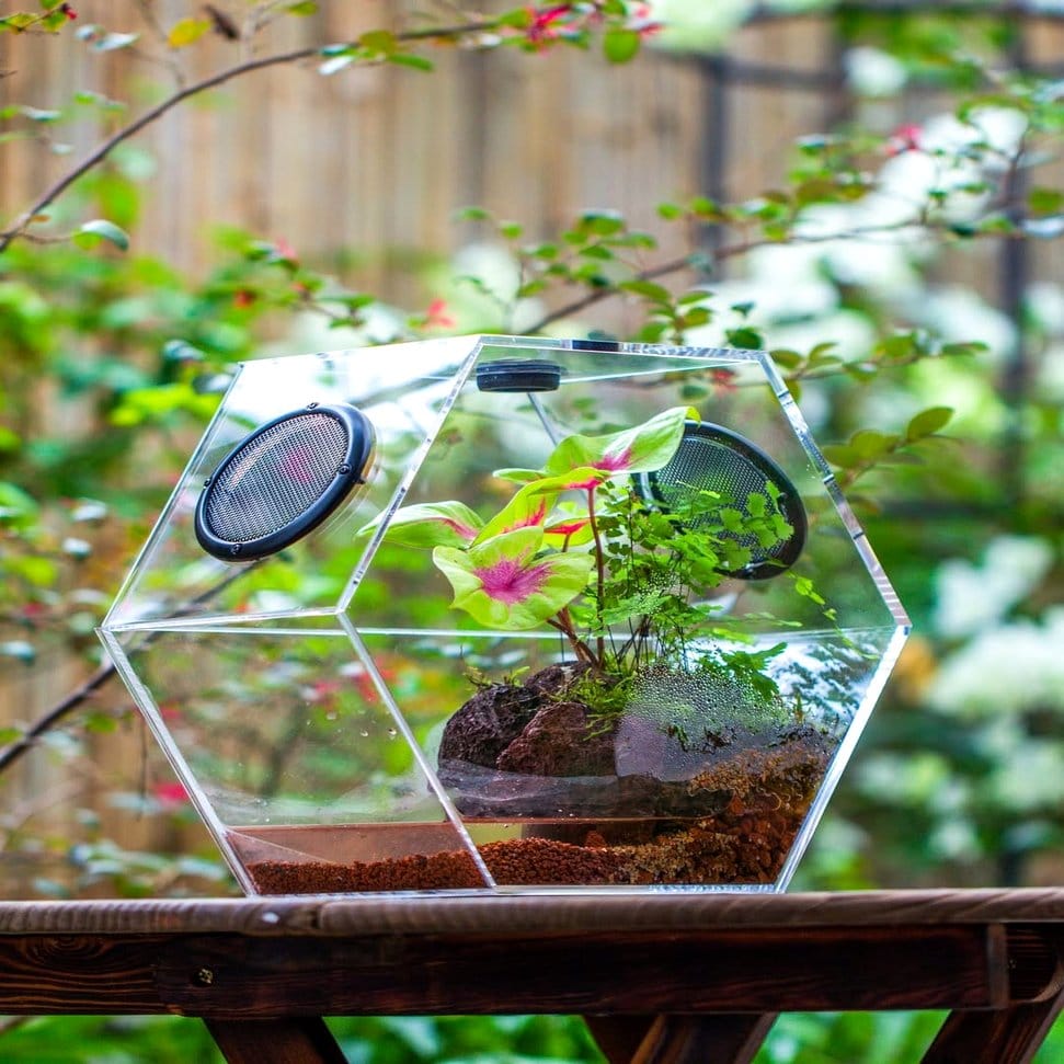 Elegant monochrome fern and moss terrarium