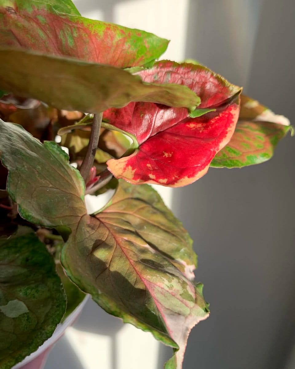 Variegated Syngonium in hanging planter